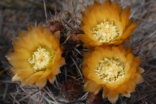Flowers of cactus Pyrrhocactus sp. in Villavicencio Nature Reserve, Mendoza