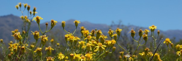 Flowers of Senecio sp. in Villavicencio Nature Reserve, Mendoza. Photo: Diego Vázquez.