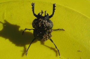 Dung beetle Anomiopsoides fedemariai. Photo: Belén Maldonado.