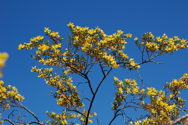 Flowers of jarilla (Larrea divaricata), one of the commonest and most generalized plant species in the plant-pollinator network of Villavicencio Nature Reserve. Photo: Diego Vázquez.