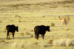 Interactions between guanacos and domestic cattle in La Payunia Reserve. Photo: Natalia Schroeder.